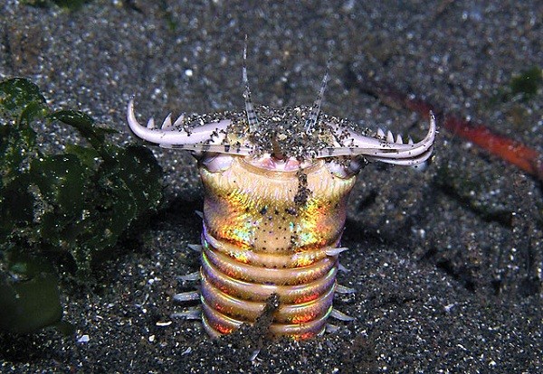 5[-]loài[-]sâu[-]đáng[-]sợ[-]nhất[-]hành[-]tinh[-]3